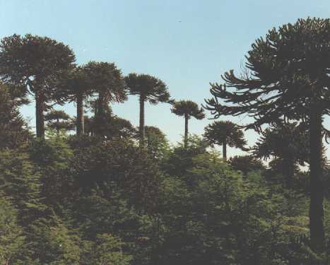 20071221201322-araucaria1-1-.jpg