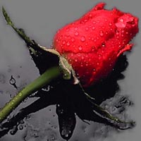 20080920141059-flor.jpg